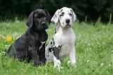 DOGUE ALLEMAND 387